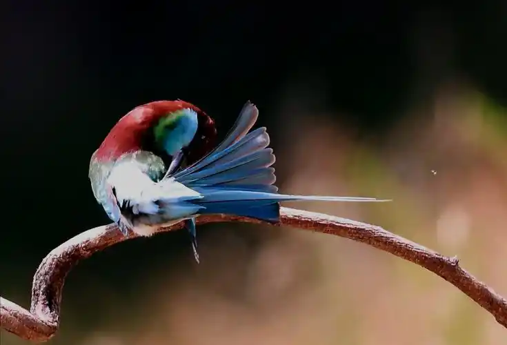 蓝喉蜂虎一一中国最漂亮的小鸟