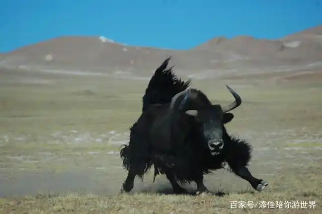 西藏最美的景点,除了布达拉宫以外,知道一个算你牛