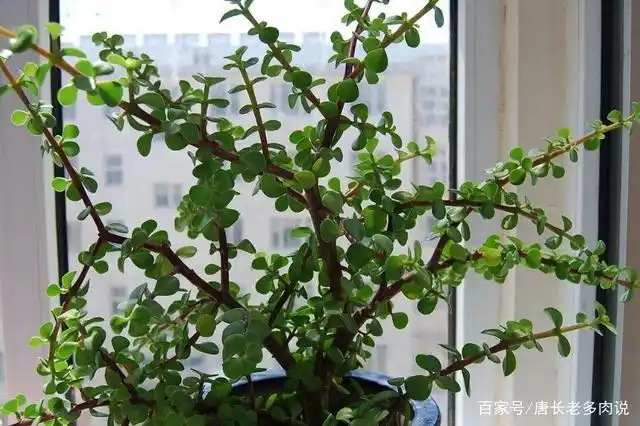 多肉金枝玉叶能淋雨吗?当然可以,但这几种情况下不能让它淋雨