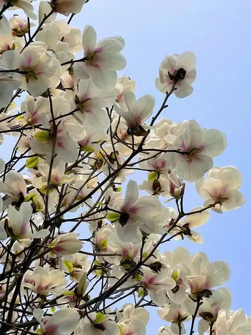 花期已至美好如初