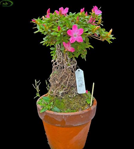 进口皋月杜鹃盆景高提根造型漂亮花开艳丽筑峰四季常青精品观花