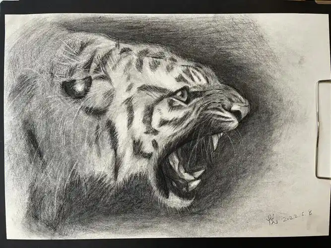 素描临摹大老虎