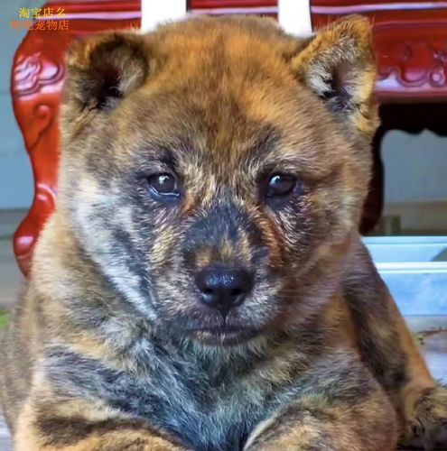 纯种中华田园犬广西土猎犬大头虎斑打猎犬活体幼犬土狗串串狗包邮