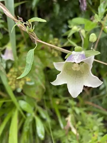 这是党参花.陇南是中国主要中药材产地之一,野生药材种类繁多.