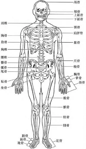 人体的基本结构与功能