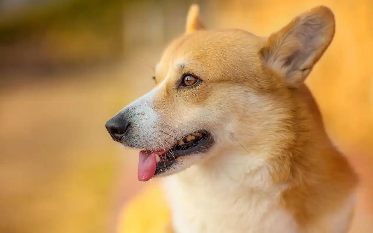 可爱黄色狗狗图片高清桌面壁纸