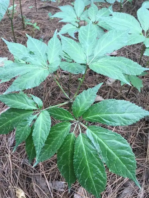 土传医生——土壤的好医生*三七篇