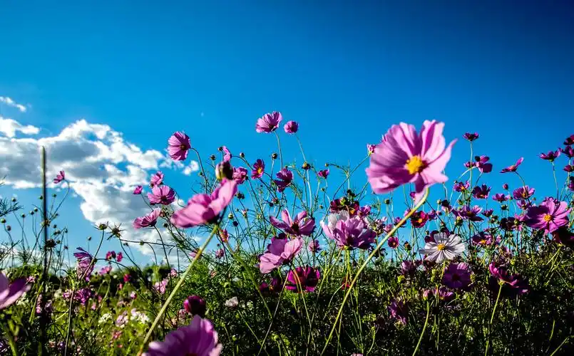 内蒙古高原美丽的格桑花