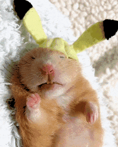 【萌萌动物gif】歪果网友家养了只金丝熊,睡觉时任人摆布的样子太萌啦