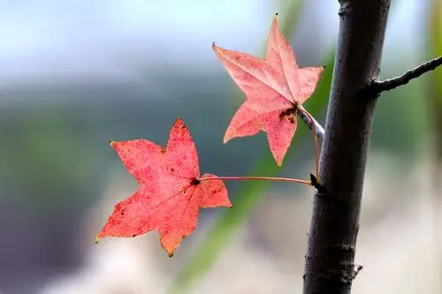 晚秋飘零的枫叶