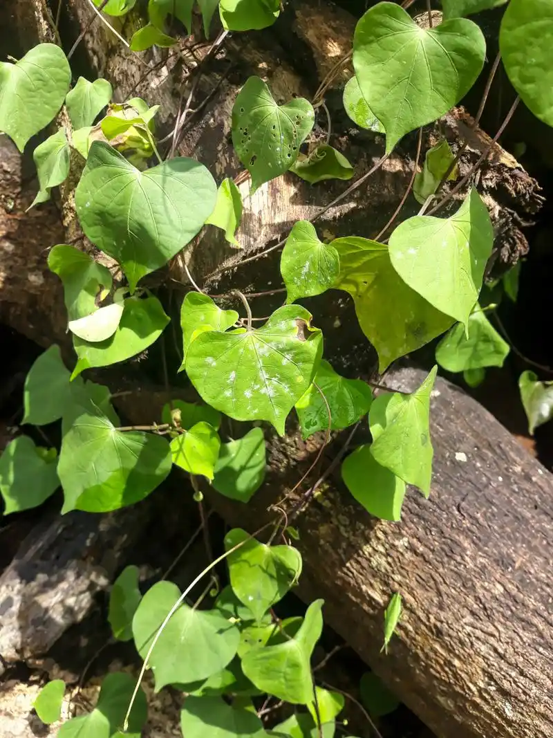 首乌藤的作用与功效,乌藤的功效与作用是什么