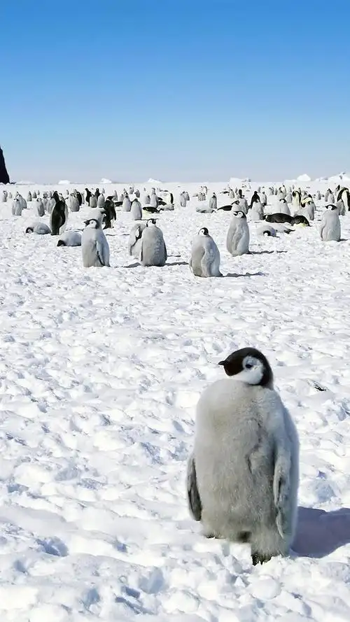 企鹅,南极洲,雪 iphone 壁纸