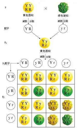 aabbcc自交是得到3×3×3=27种基因型.aabb自交却不能用3×3=9种.