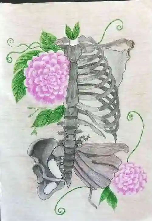 2018年第二届"岑石杯"解剖绘画大赛优秀作品选登(一)|昆明卫生职业