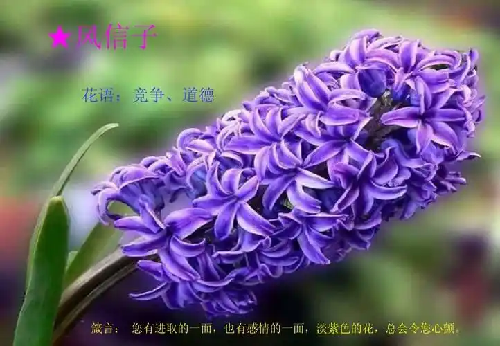 花的花语箴言 ppt_word文档在线阅读与下载_无忧文档
