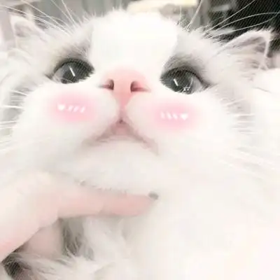 治愈感满满的又可爱又萌动物头像 呆萌无辜的小动物微信头像最新