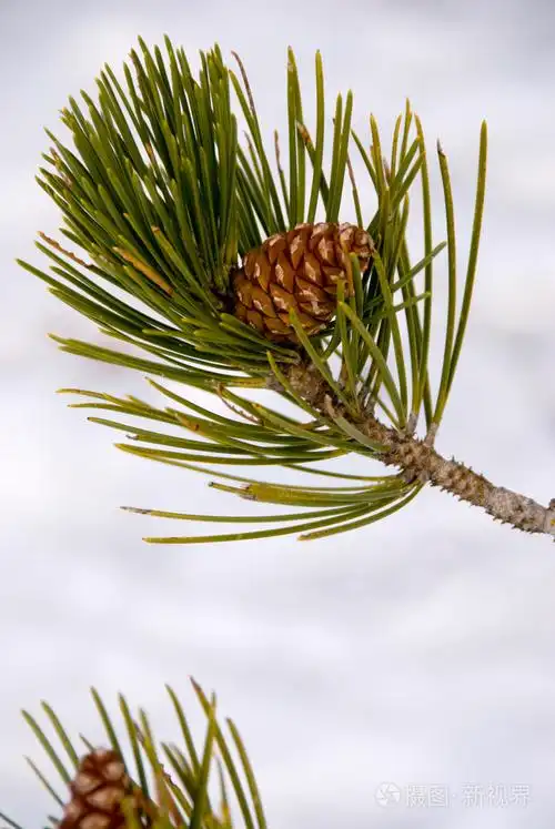 松树枝与锥