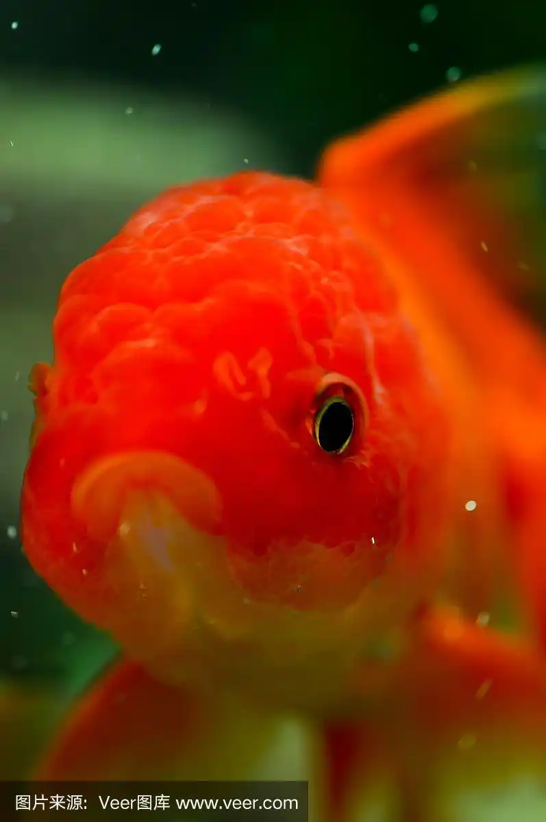 金色oranda金鱼特写