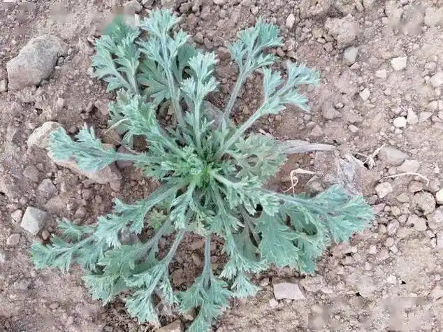 岭南地区的春季湿气重,很多家庭喜欢煲一些具有祛湿功效的汤水饮用.