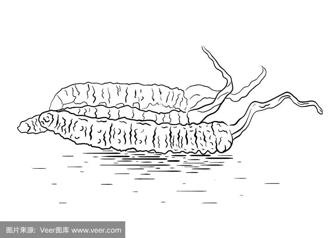 一种冬虫夏草真菌的黑白线形