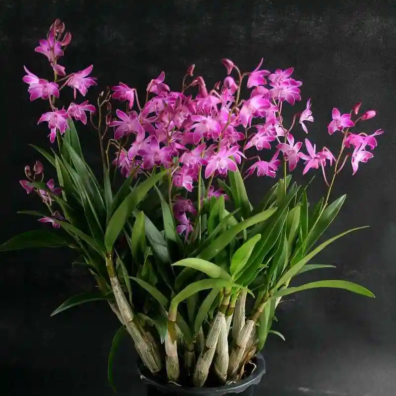 正宗澳洲石斛兰花苗 不带花剑花苞 花卉 绿植盆栽包邮