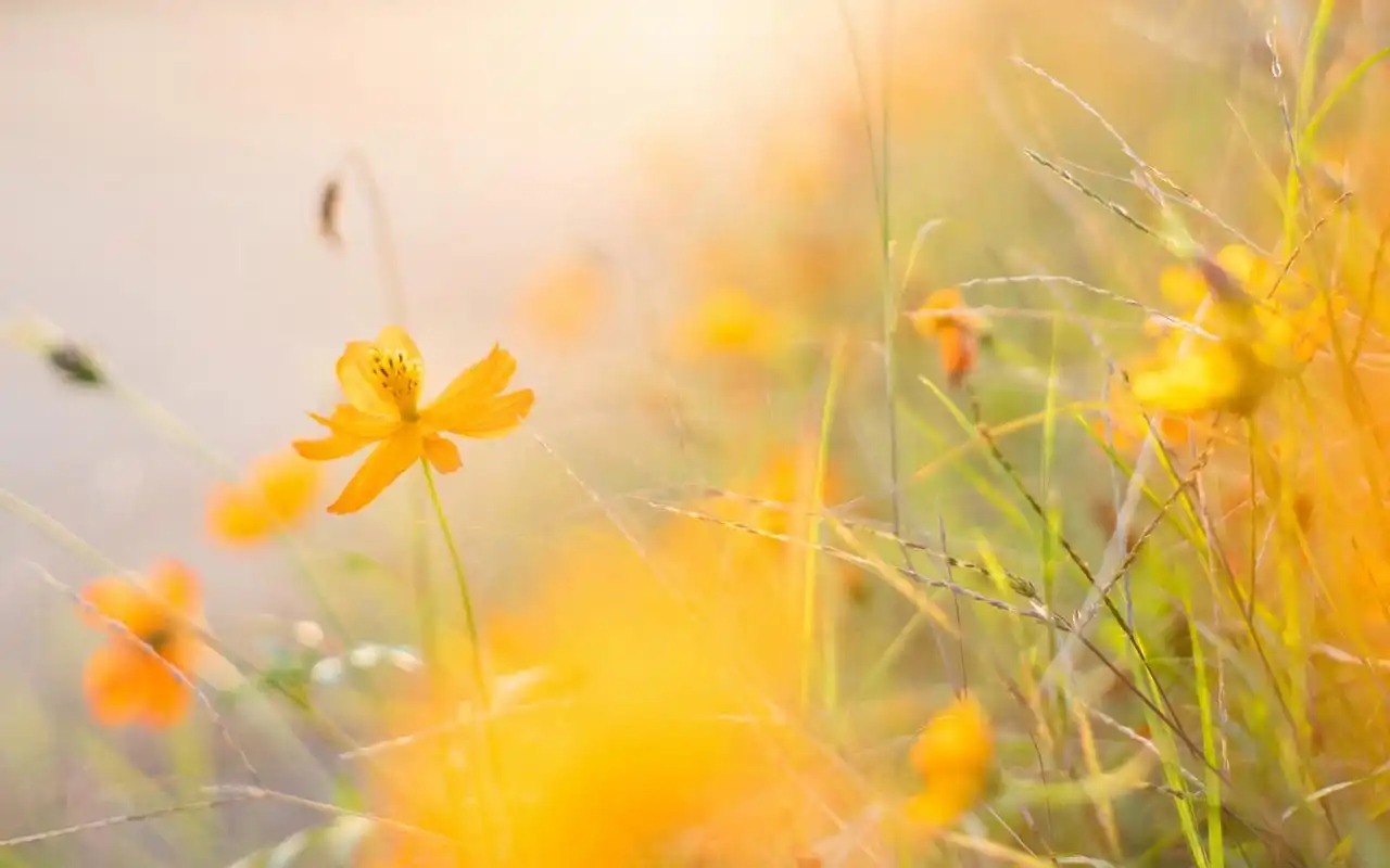 唯美意境高清桌面壁纸图片~~为你的桌面换上一张干净清新简约的壁纸吧