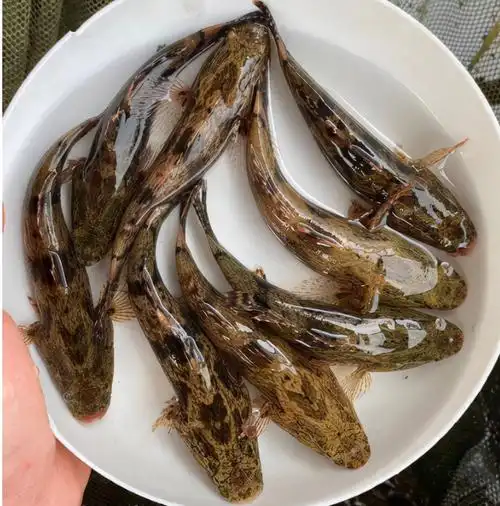 笋壳鱼_热带鱼类_西南渔业网 水花鱼 水产养殖专业网 渔业行业门户网