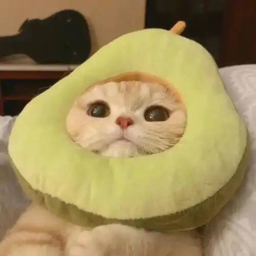 这组用来做wechat头像也超棒!