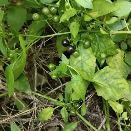 龙葵果 新鲜龙葵果龙葵野葡萄黑天天 黑悠悠野水果现摘现发 鲜果250克