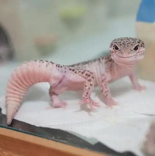 豹纹守宫创意萌图集看完整个人很治愈