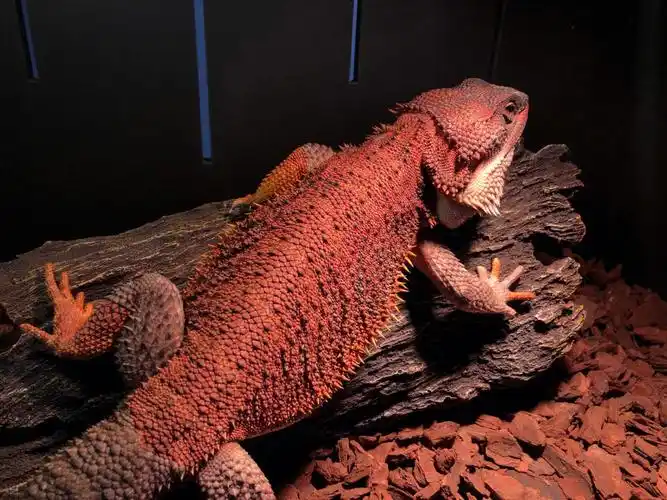 鬃狮蜥树皮枯木造景