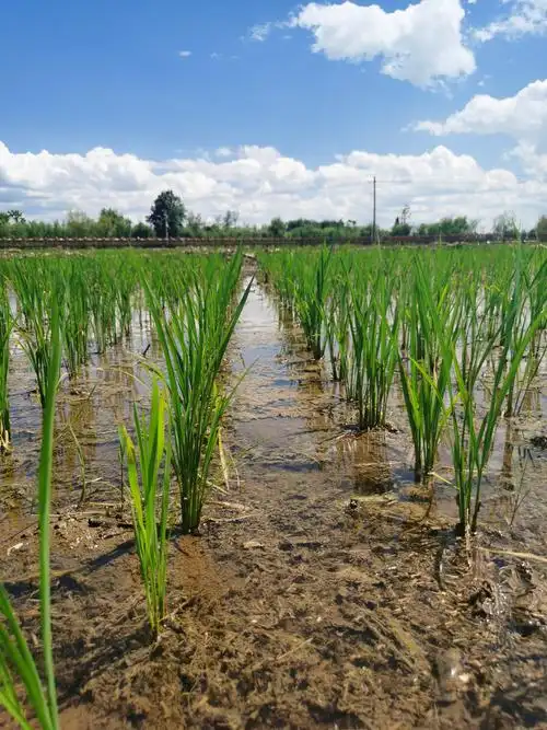 稻田里的秧苗长势喜人从远处望去像一片绿色的海洋