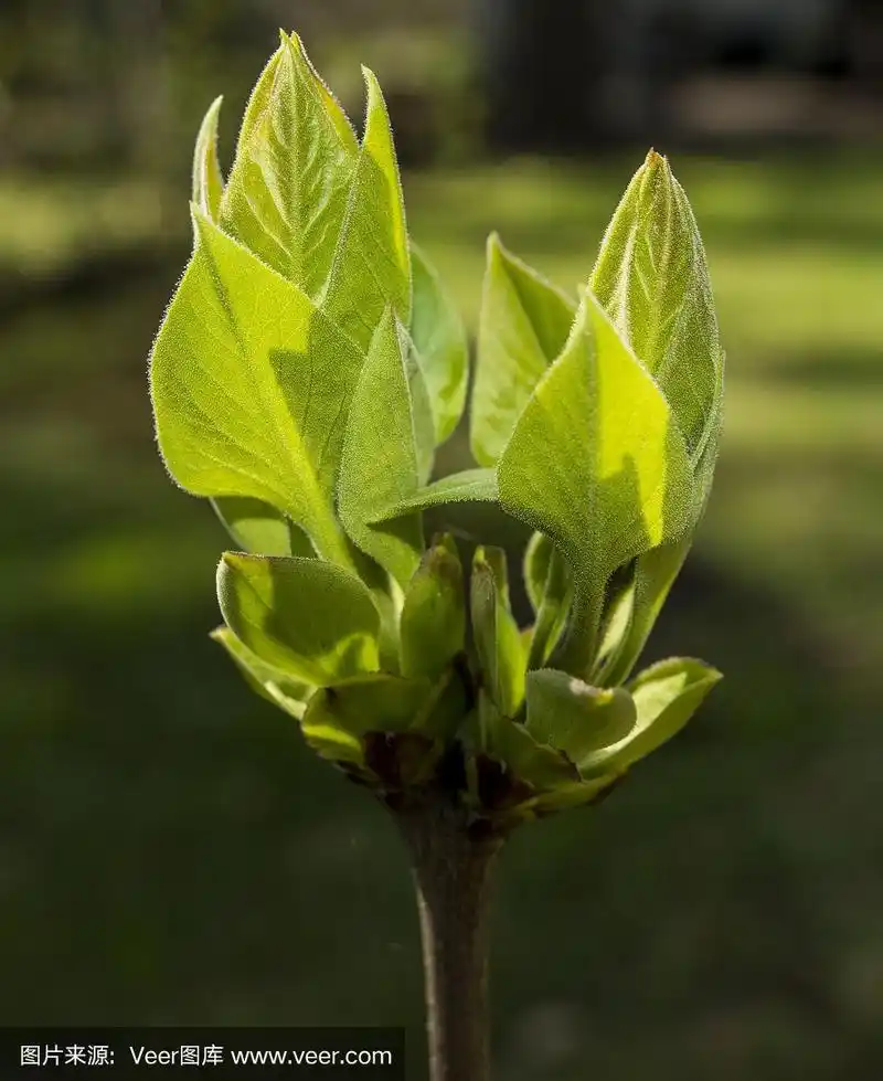 丁香花的幼叶