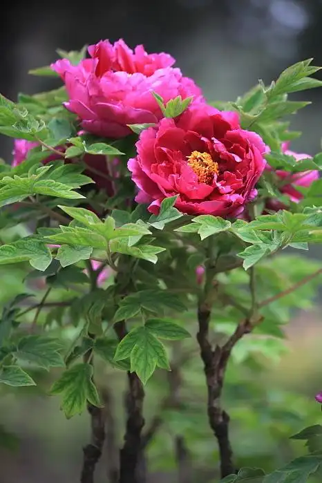 【国色天香之牡丹摄影图片】室外生态摄影_太平洋电脑网摄影部落