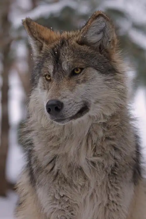 一组帅气小狼写真~#狼##犬科动物#——所属:美国科罗拉多州狼与野生