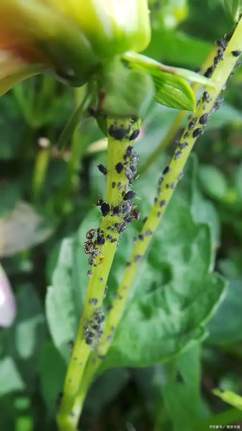 花卉常见的病虫害有哪些