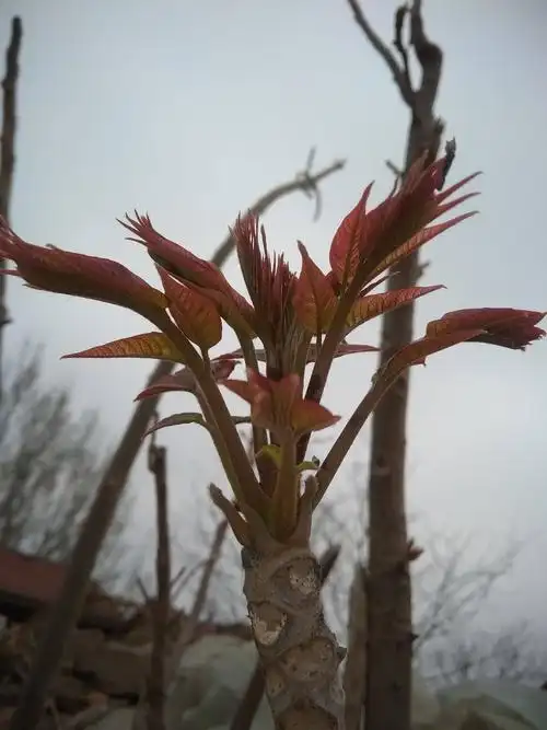 绿色无公害野外香椿芽上市了