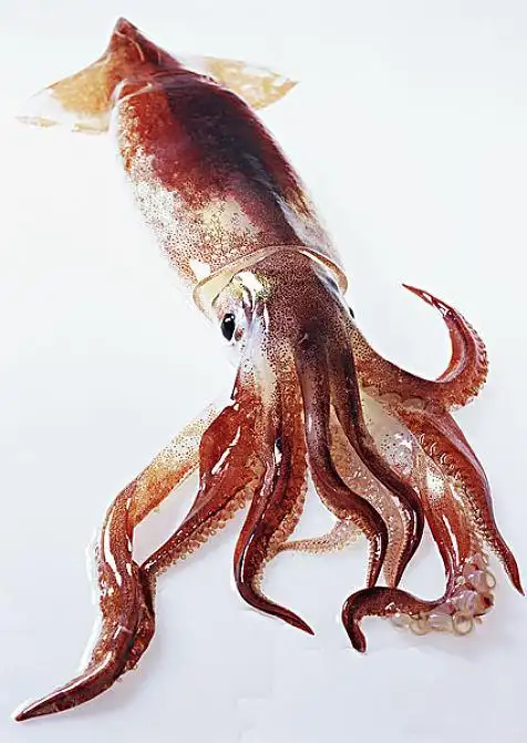 枪乌贼图片_枪乌贼图片素材