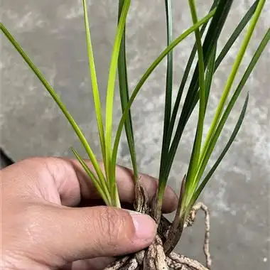 蕙兰木纹黄心草