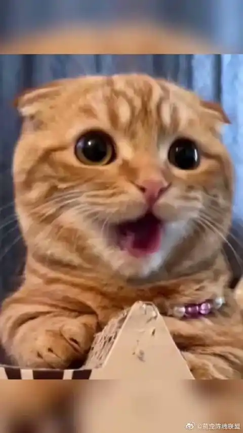 这小耳朵好想揪一下萌宠初冬