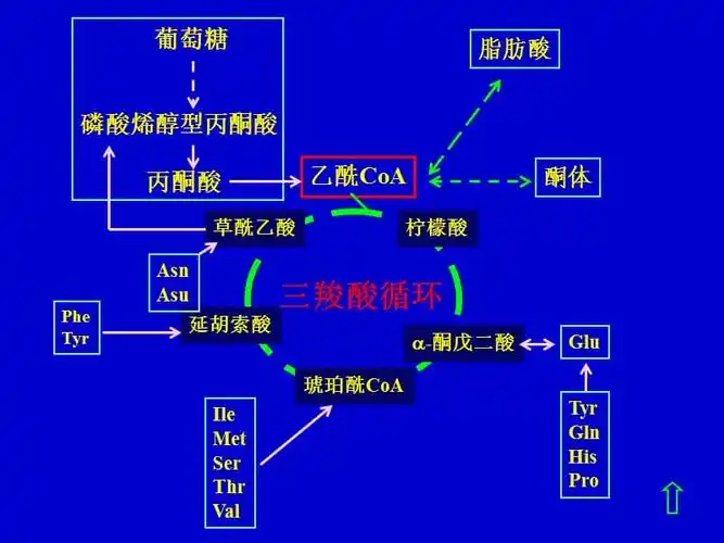 三羧酸循环的基本特点ppt