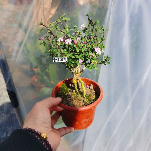 刘不丁粉花六月雪盆栽盆景 室内桌面观叶植物四季常青3年老桩带花预售