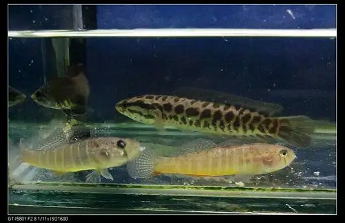 这是虾虎鱼吧,新手求鉴定.