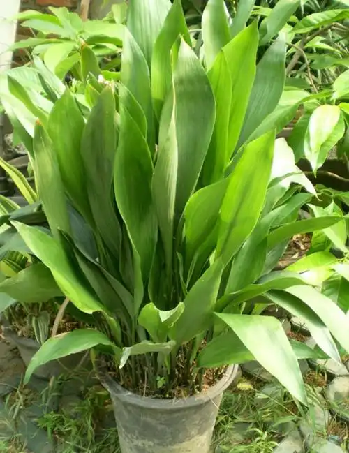 包邮长青一叶兰盆栽盆景大叶四季常青室内绿植绿植