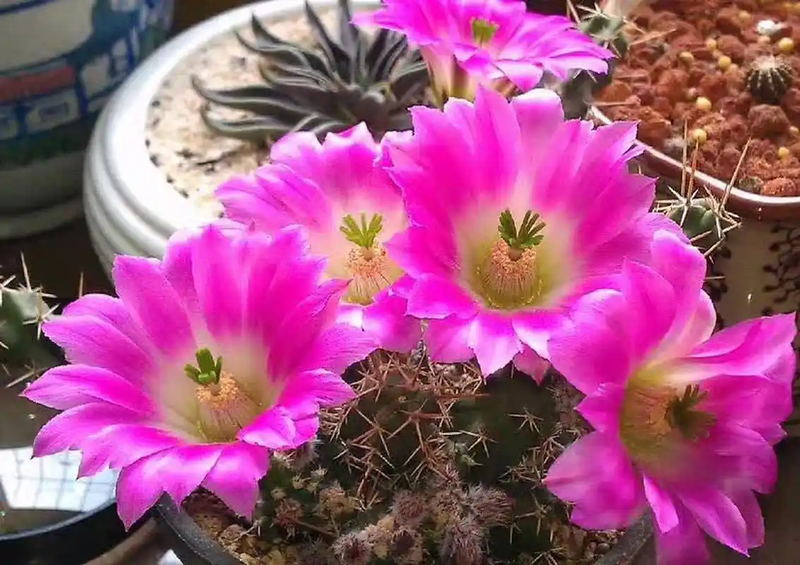 美花角,非常普及的鹿角柱属品种,大概也是最早引进国内的虾,花大色美