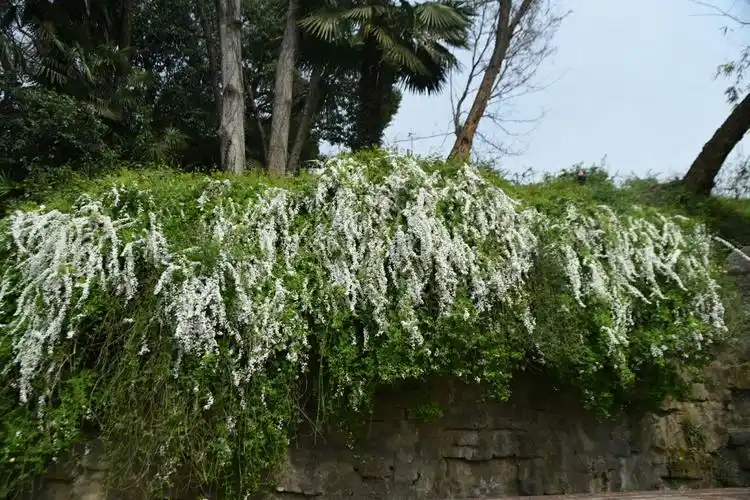 这是第一次看到的花——"珍珠绣线菊".