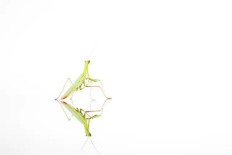 螳螂_白色背景_绿色_爬行_上方_反射_高清图片_全景视觉