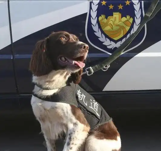 中国正在征用的7种警卫犬,每只都威风凛凛!