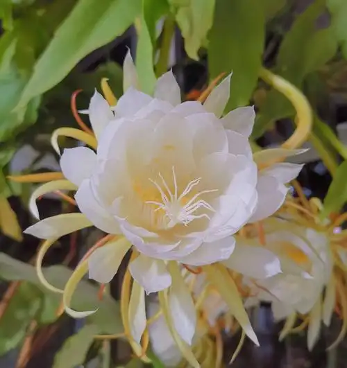 昙花怒放迎端午