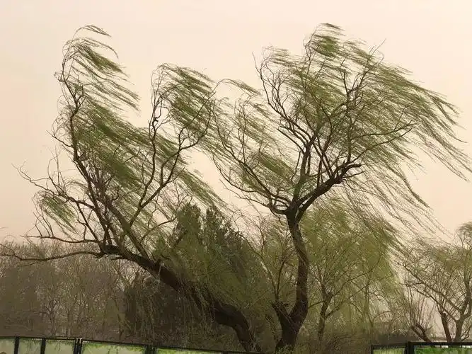 朋友群里拍的今天北京沙尘暴 大风下的垂柳,有一种画的味道